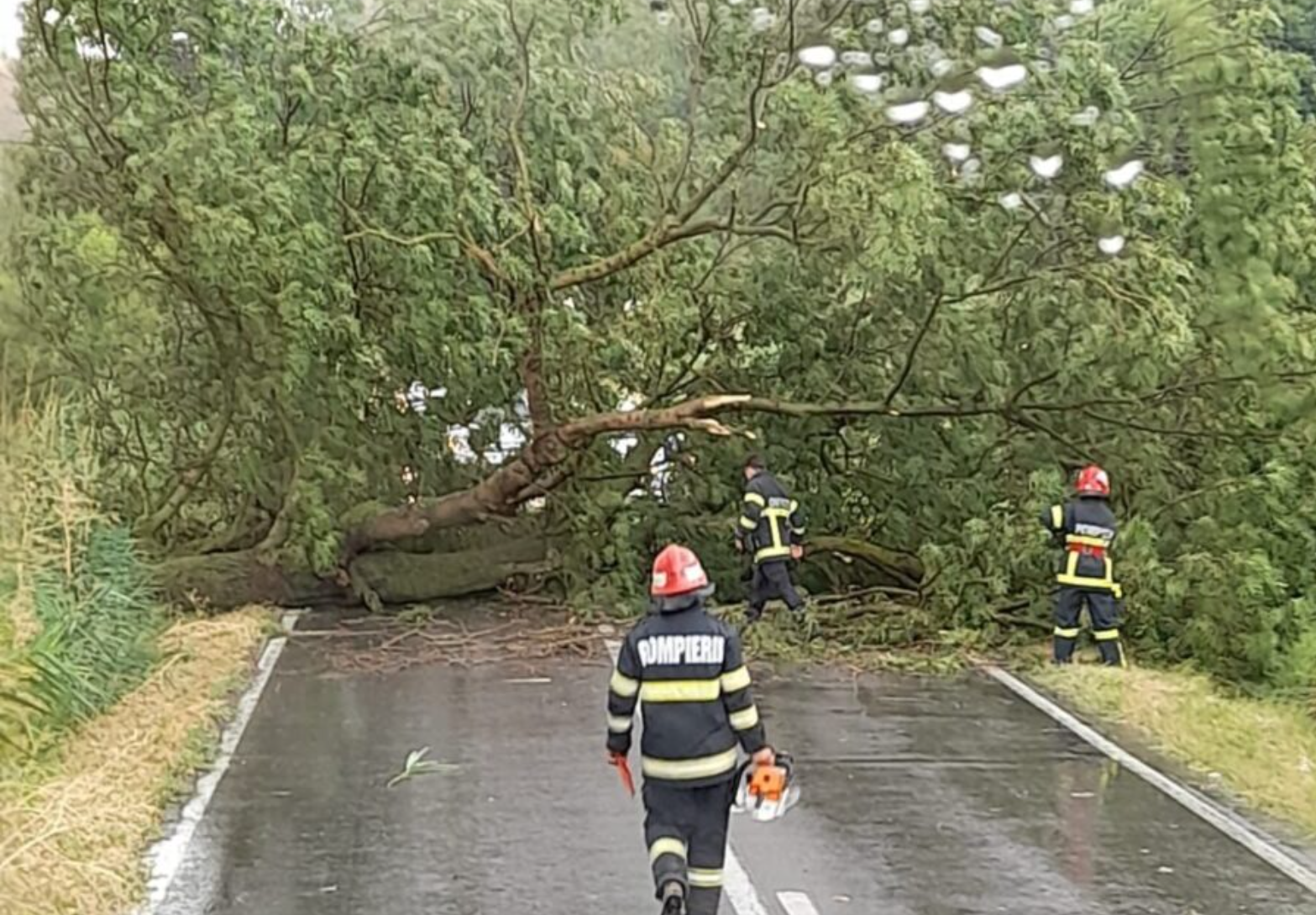 Trafic îngreunat pe DN6, la Armeniș, din cauza unui copac doborât de vânt